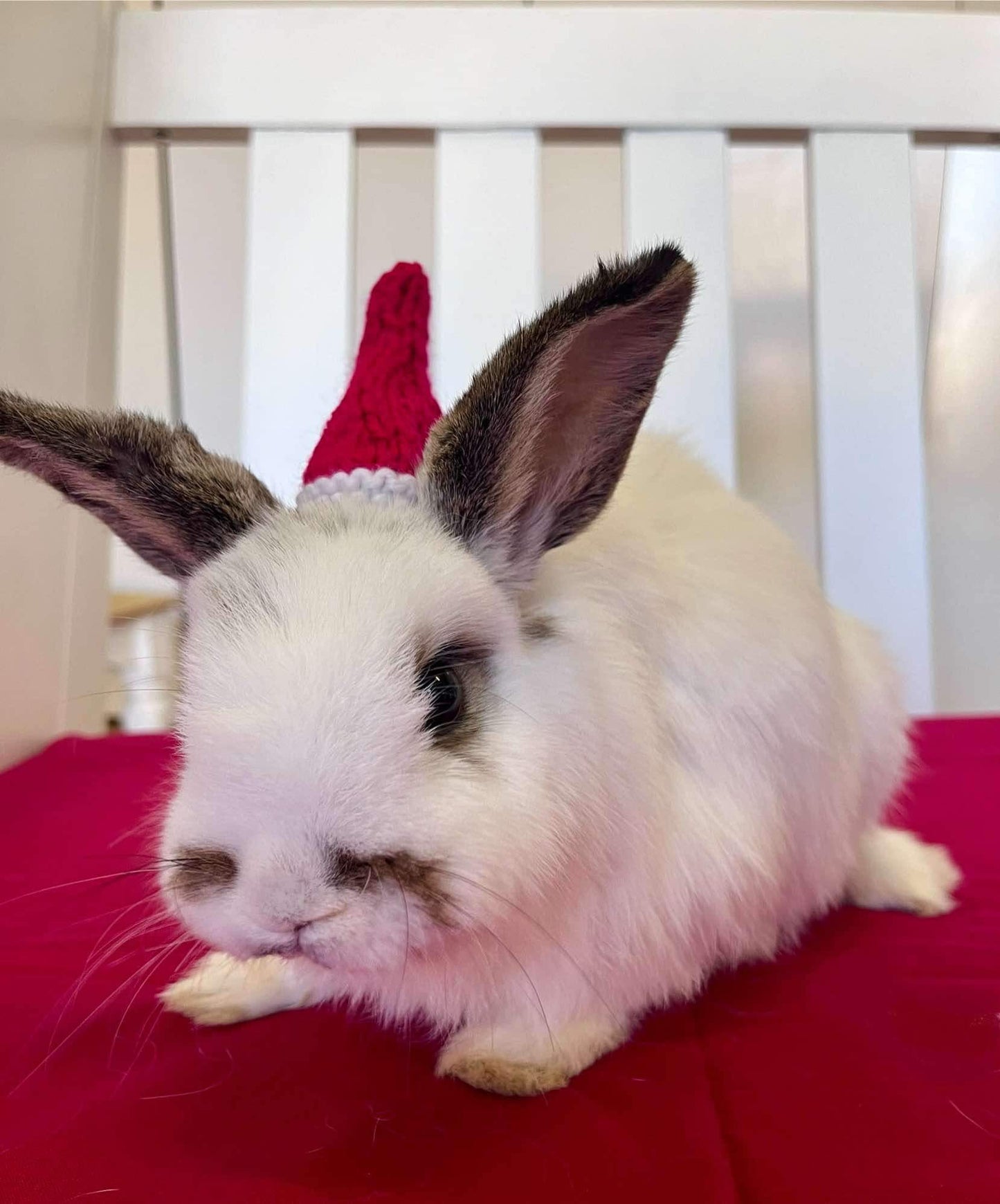 Bunny Santa hat