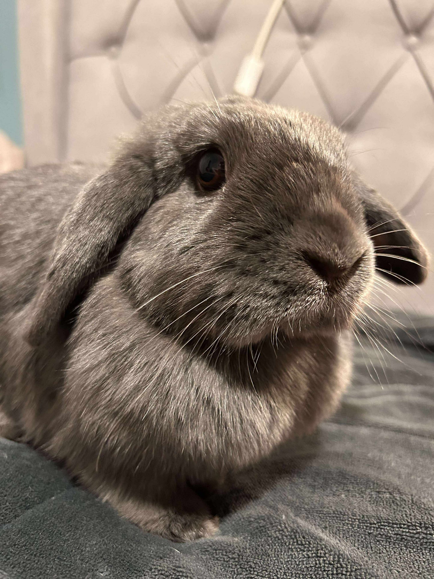 Gus and Storm - Bonded pair