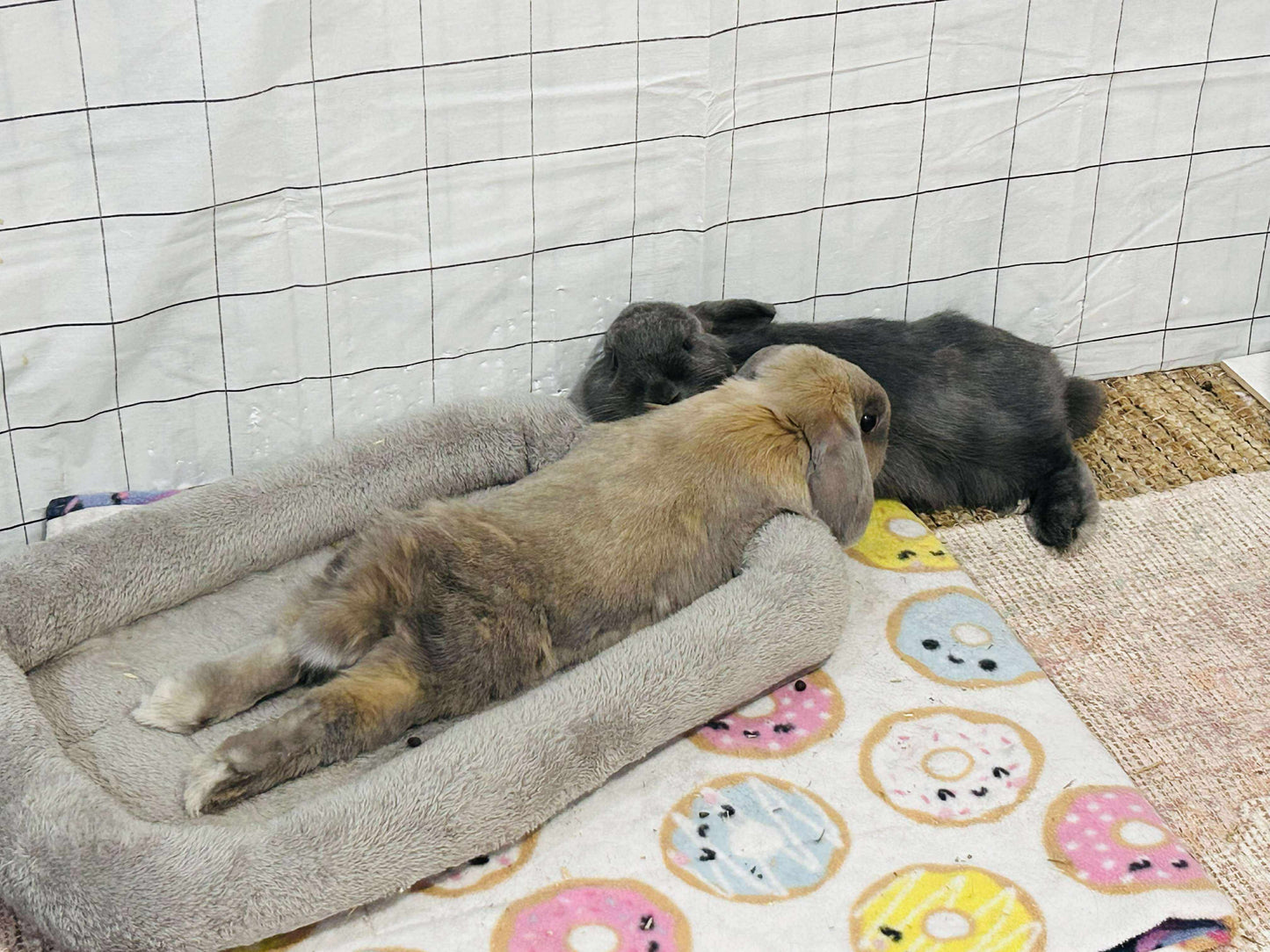 Gus and Storm - Bonded pair