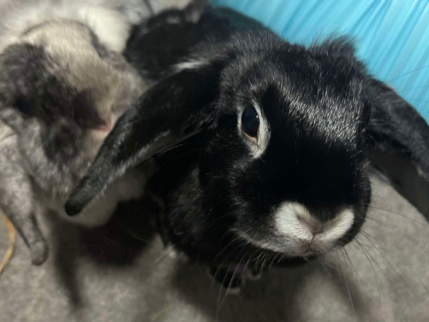 Cricket & Ollie (Pair)