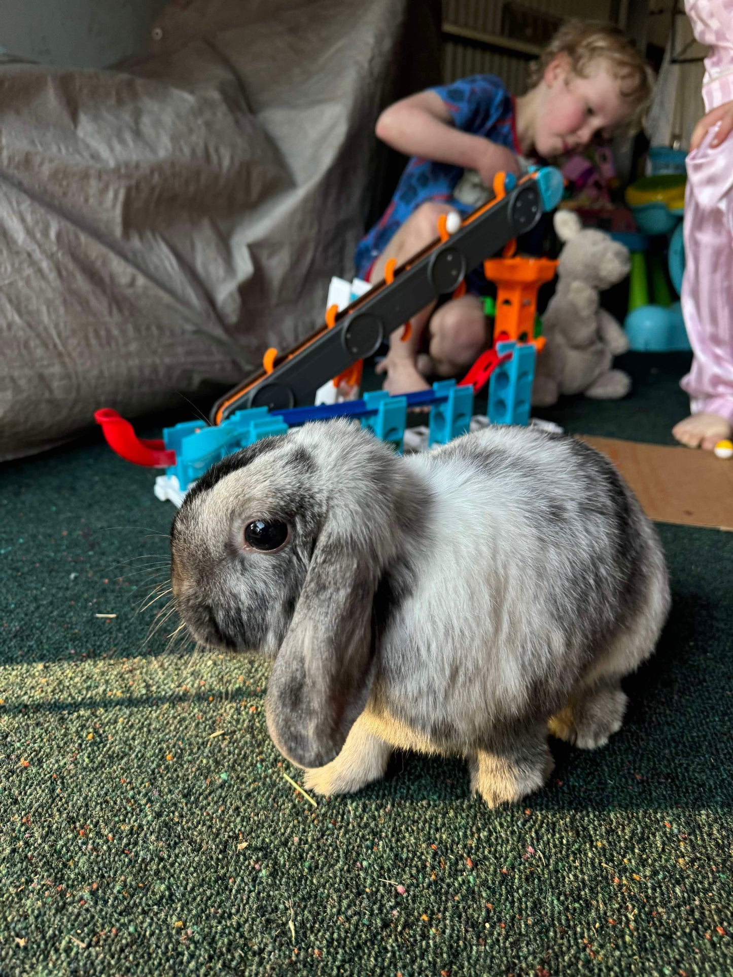 Cricket & Ollie (Pair)