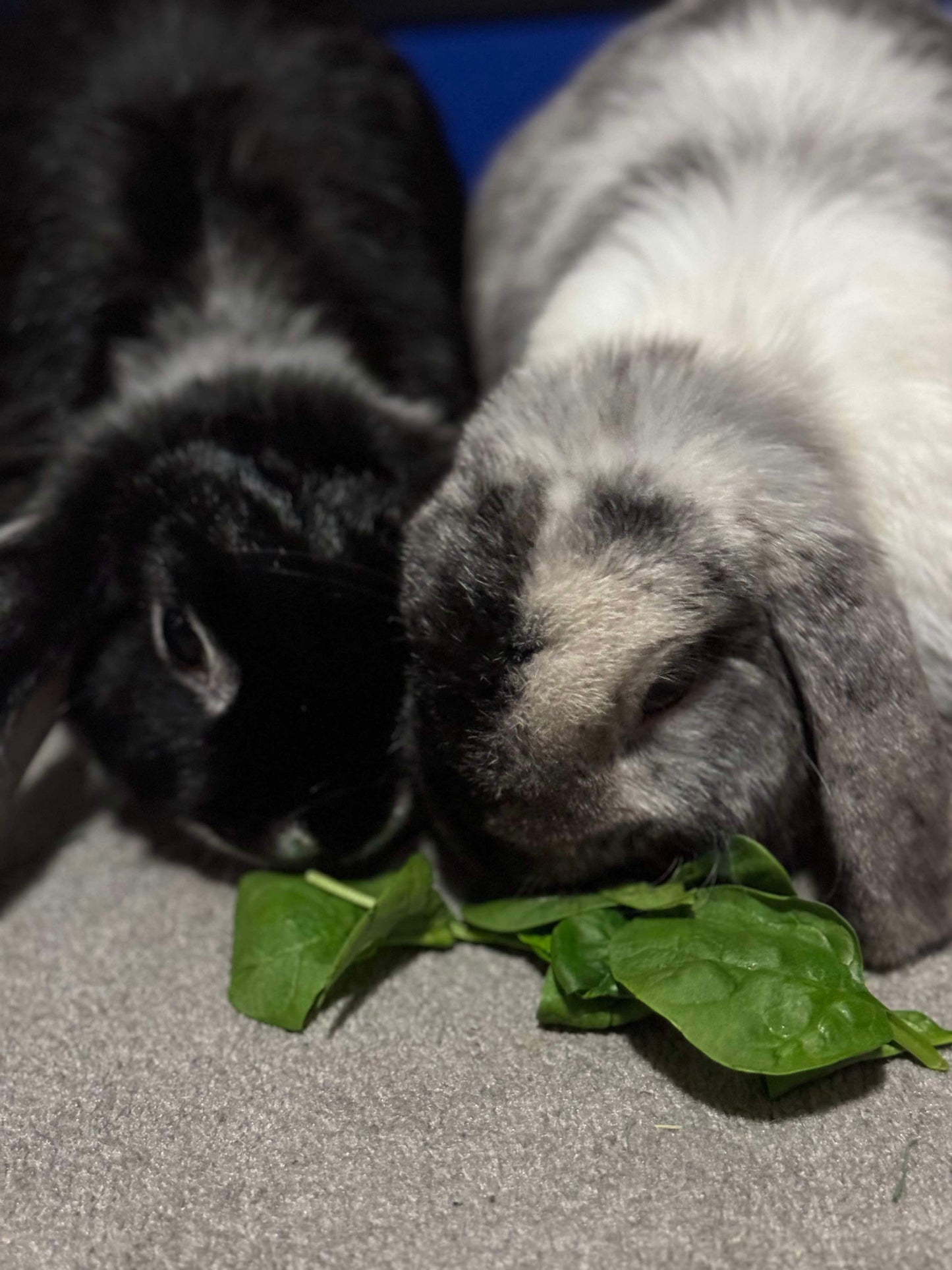 Cricket & Ollie (Pair)
