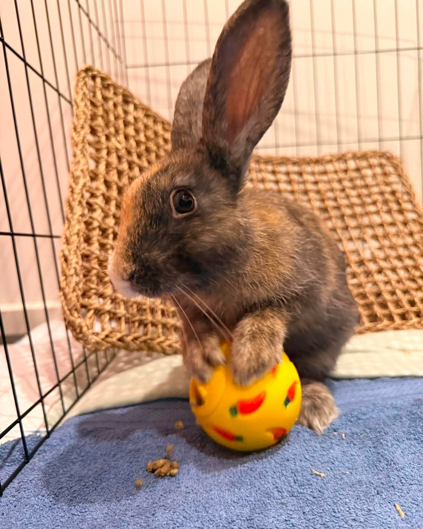 Chewy