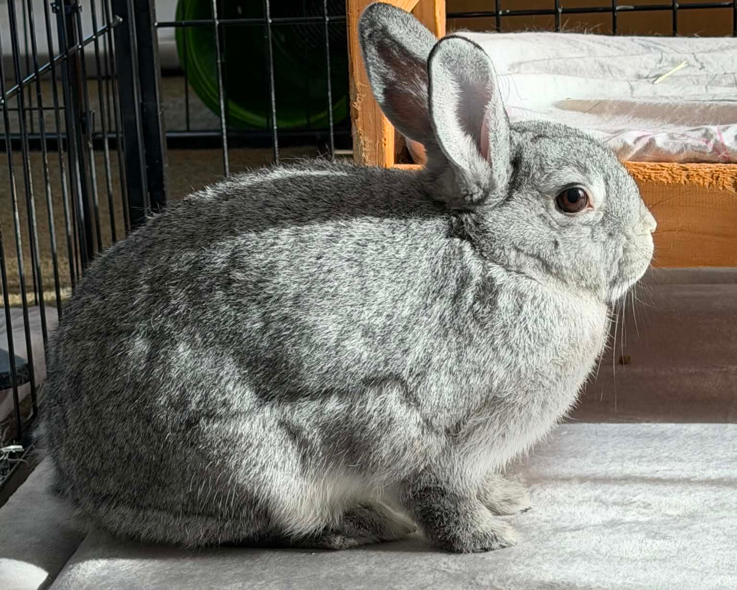 Daisy