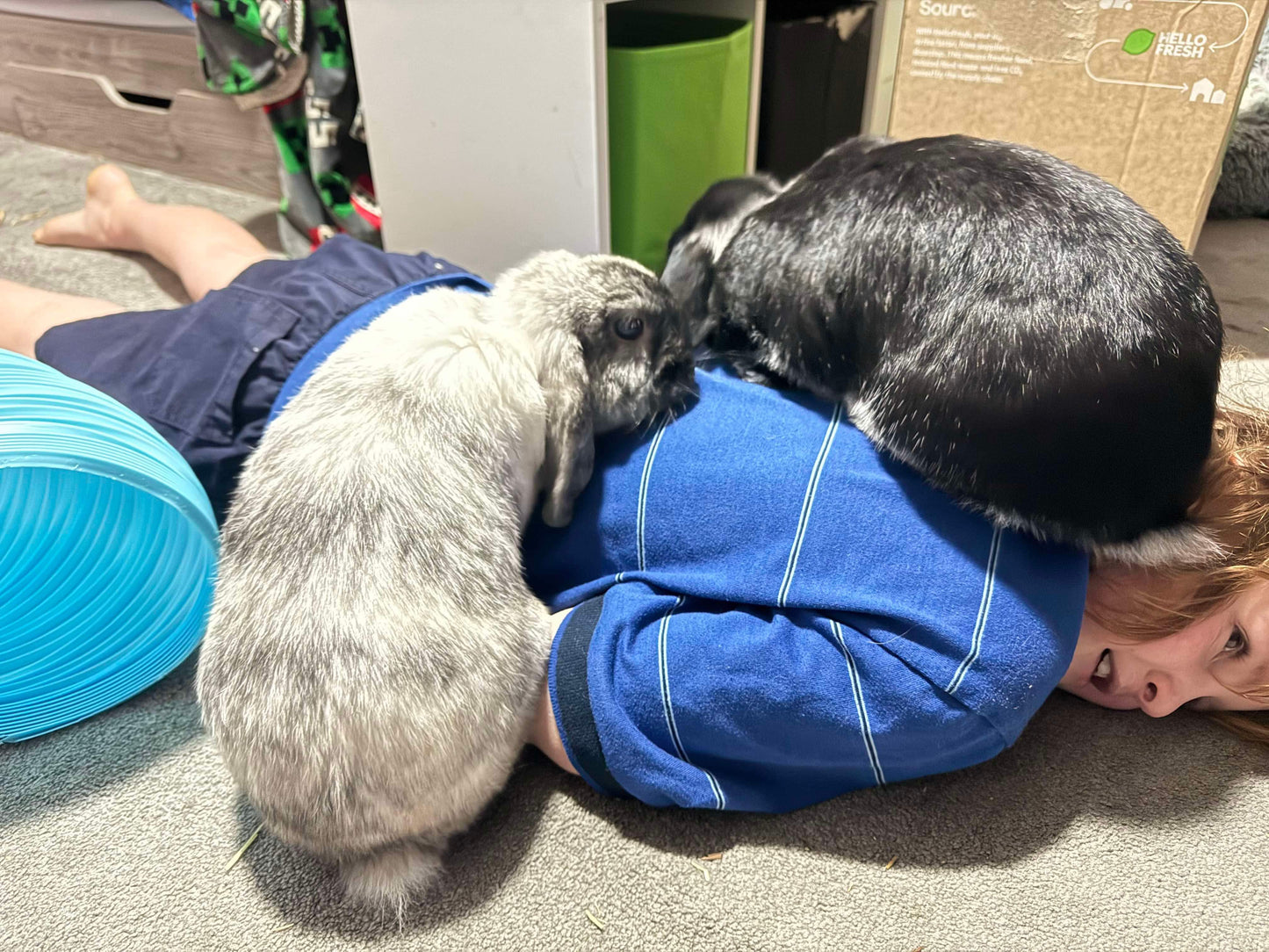 Cricket & Ollie (Pair)