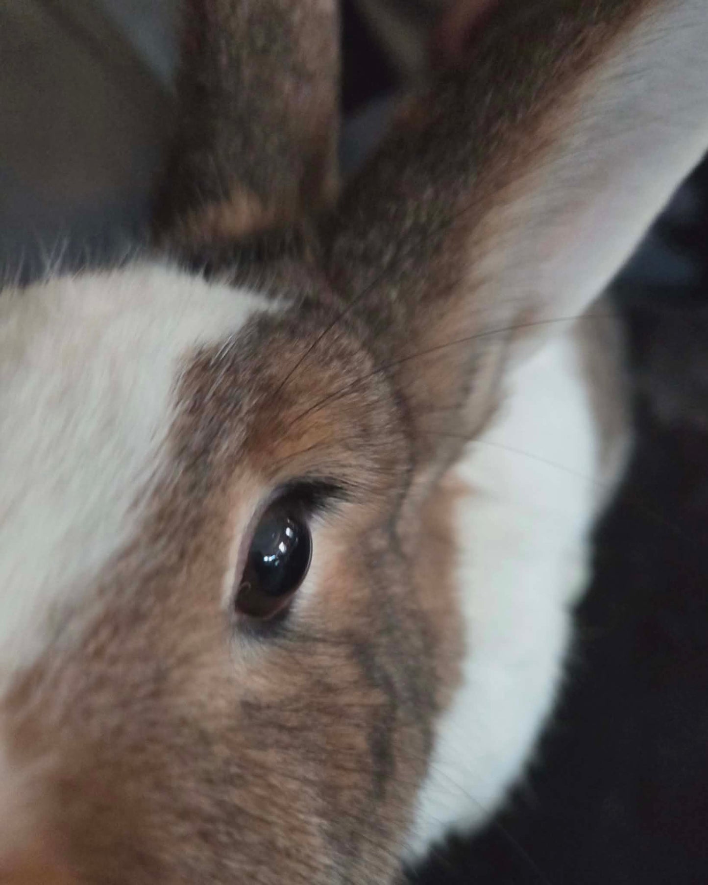 Mochi