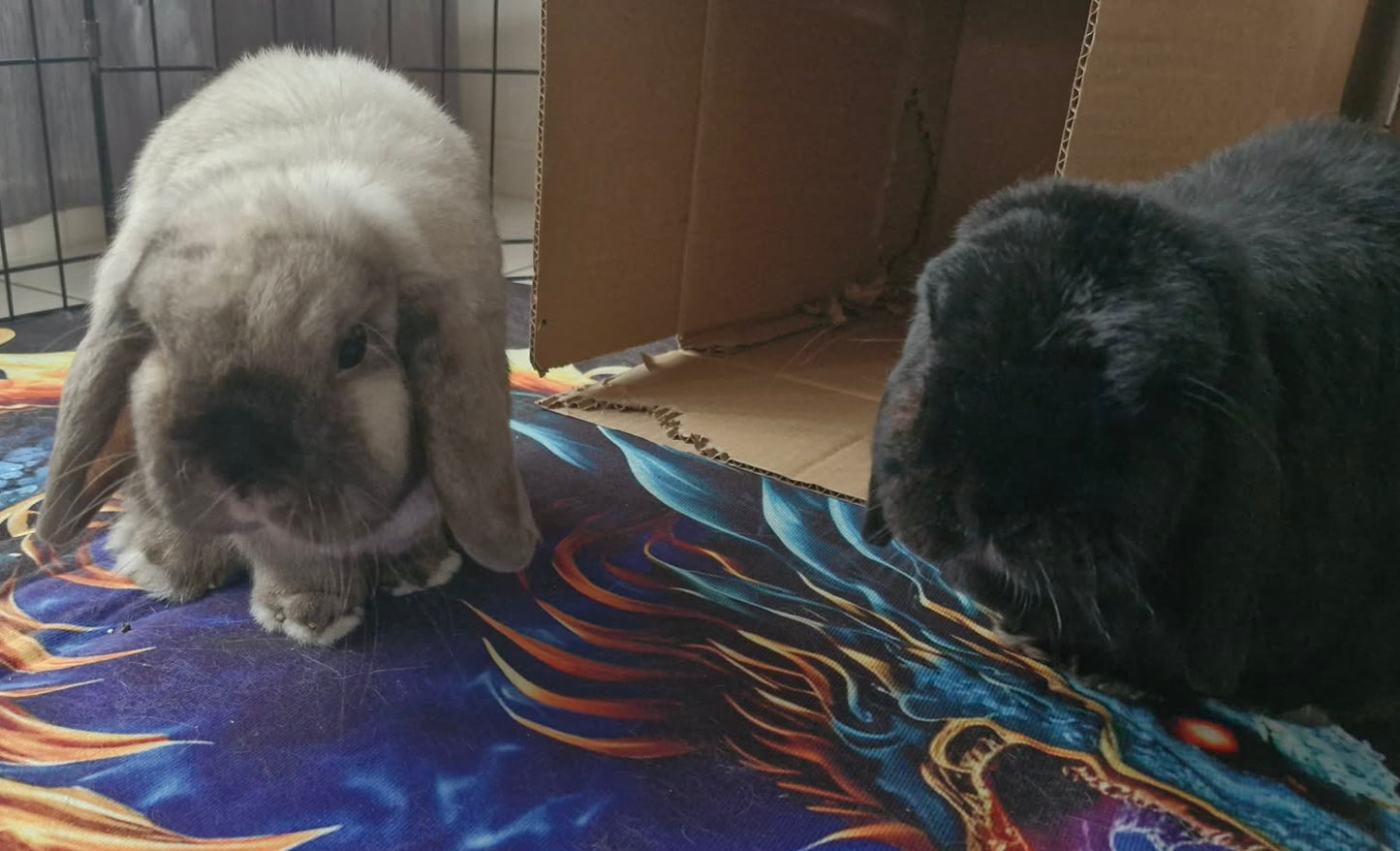Oreo and Scout