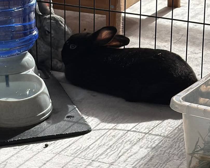 Pepper