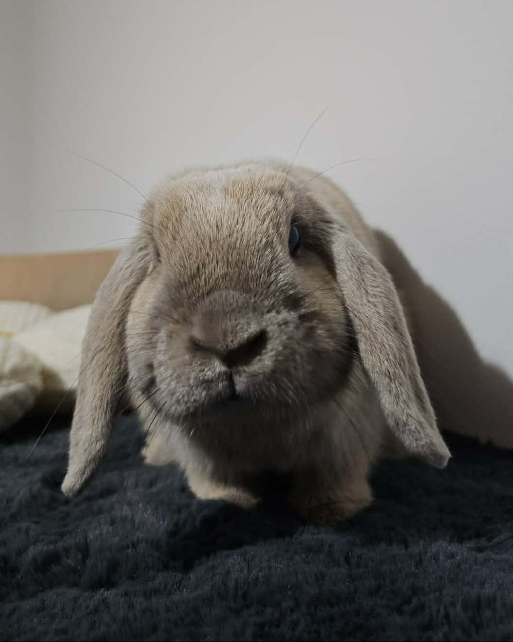 Rupert