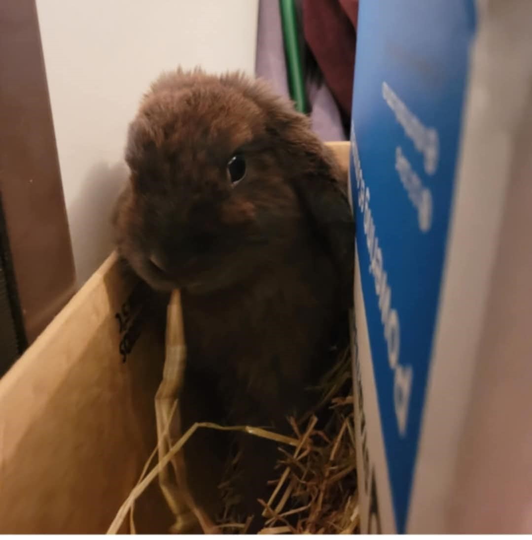 Sophia and Stormy (Pair) - ASSISTED REHOMING