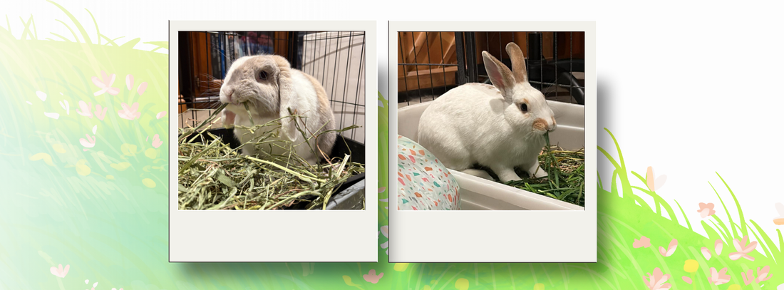 A rabbit's diet