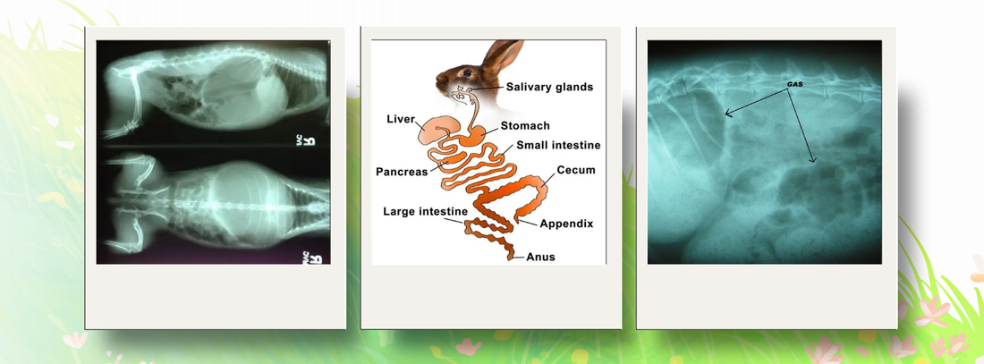 Rabbit Digestion / GI stasis / Gastric Dilation