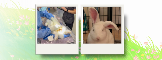 The importance of desexing your rabbit