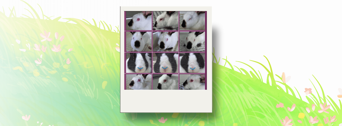 Assessing pain in rabbits