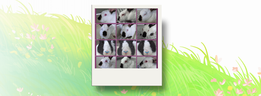 Assessing pain in rabbits