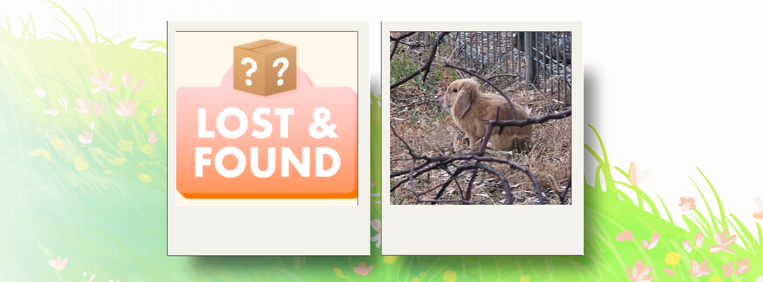 What to do if you find a rabbit