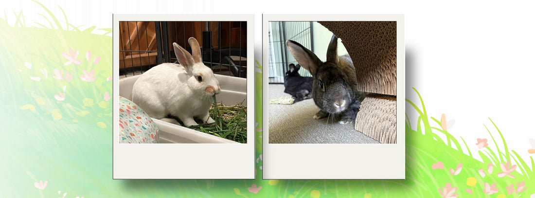 So you would like to have rabbits?
