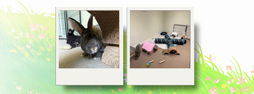 The ideal home setup for rabbits