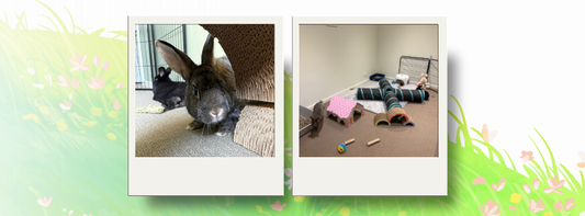The ideal home setup for rabbits