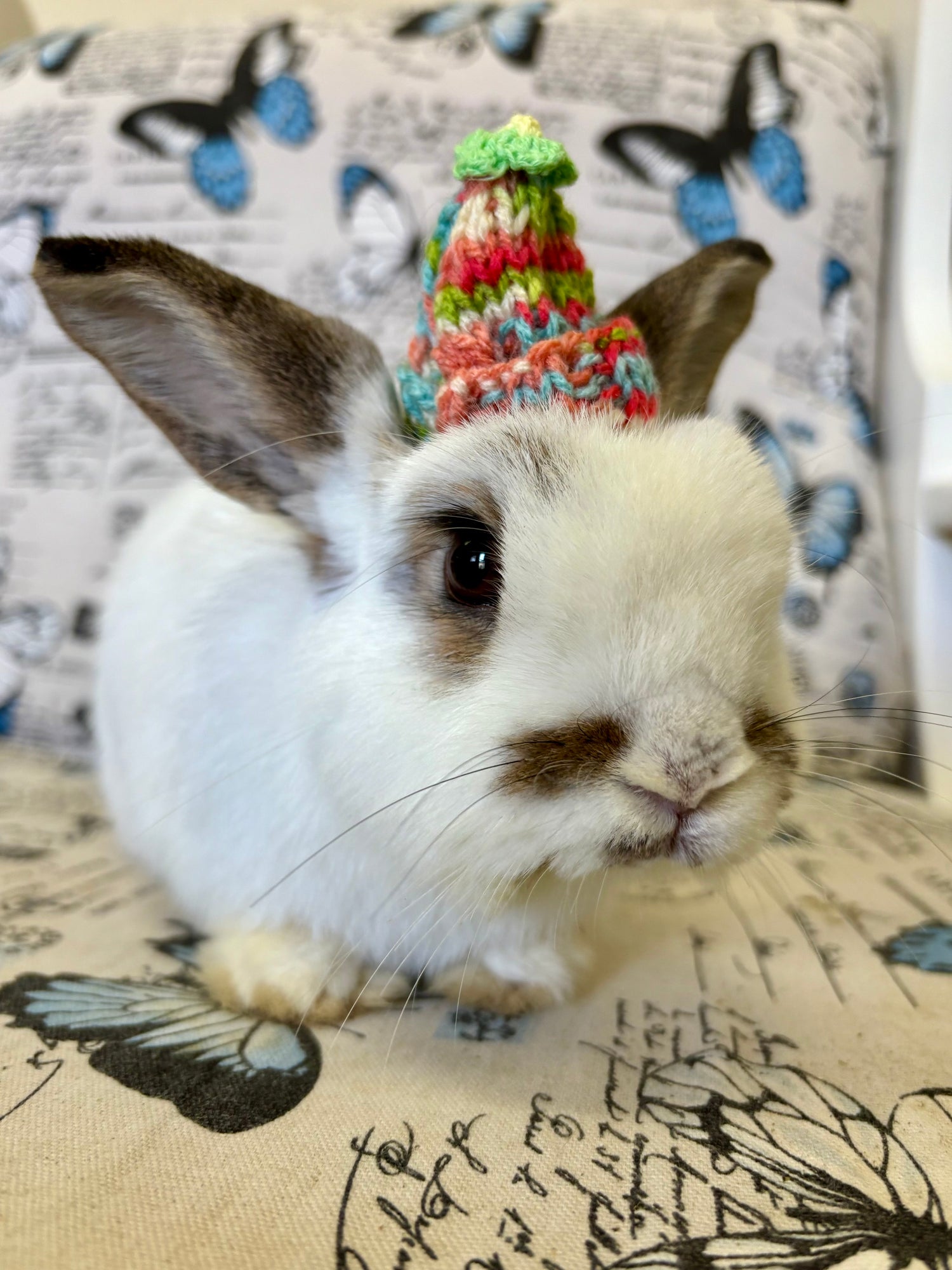 Bunny Apparel