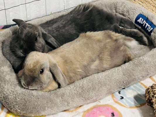 Gus and Storm - Bonded pair