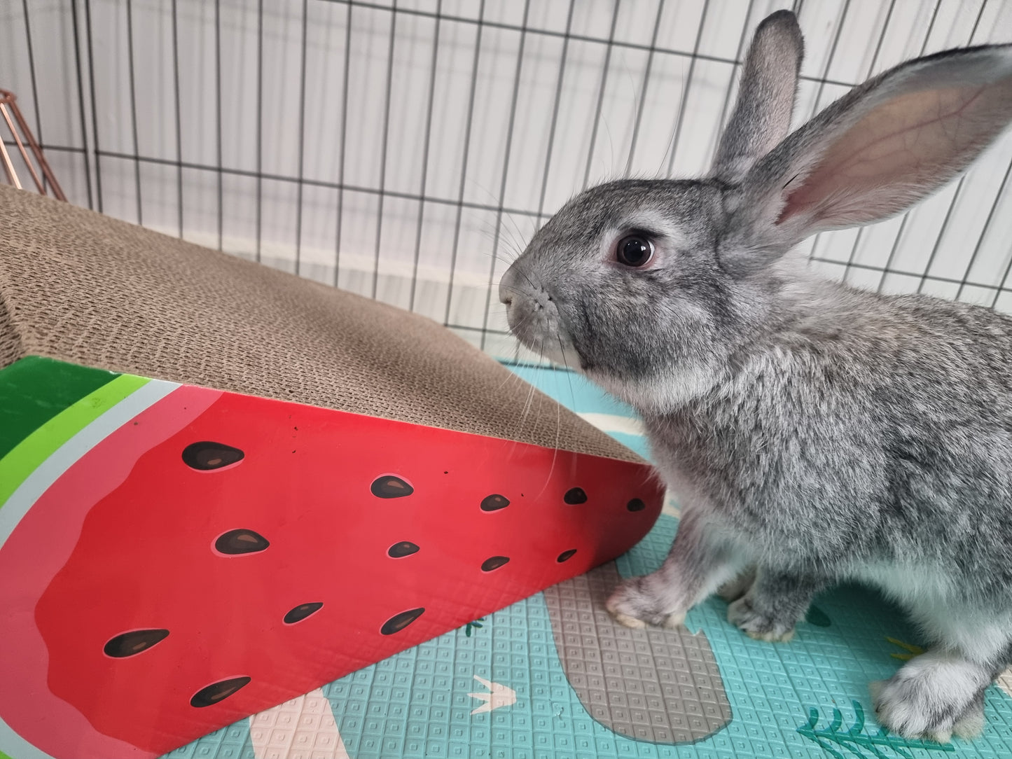 Grace and Hector (Bonded)