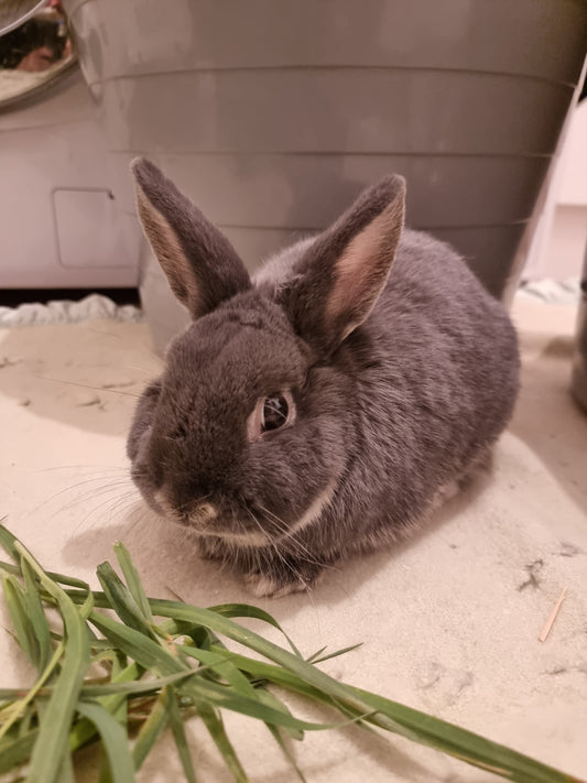 Floof