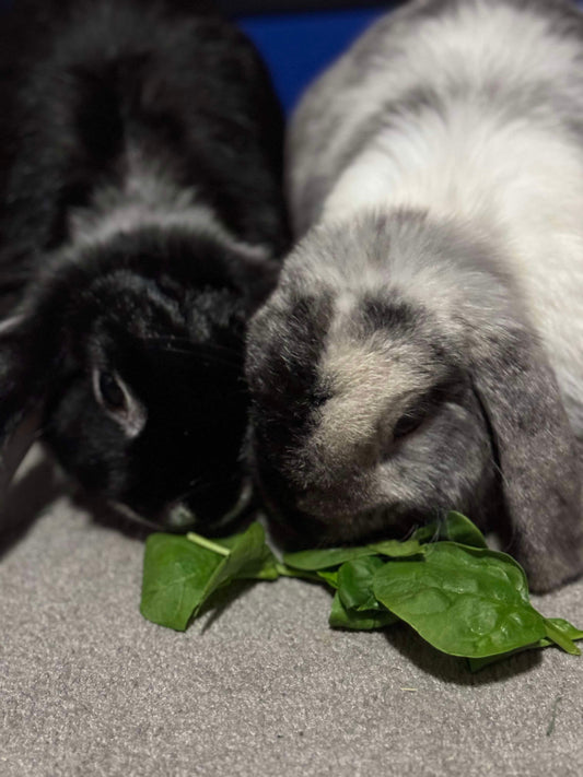Cricket & Ollie (Pair)