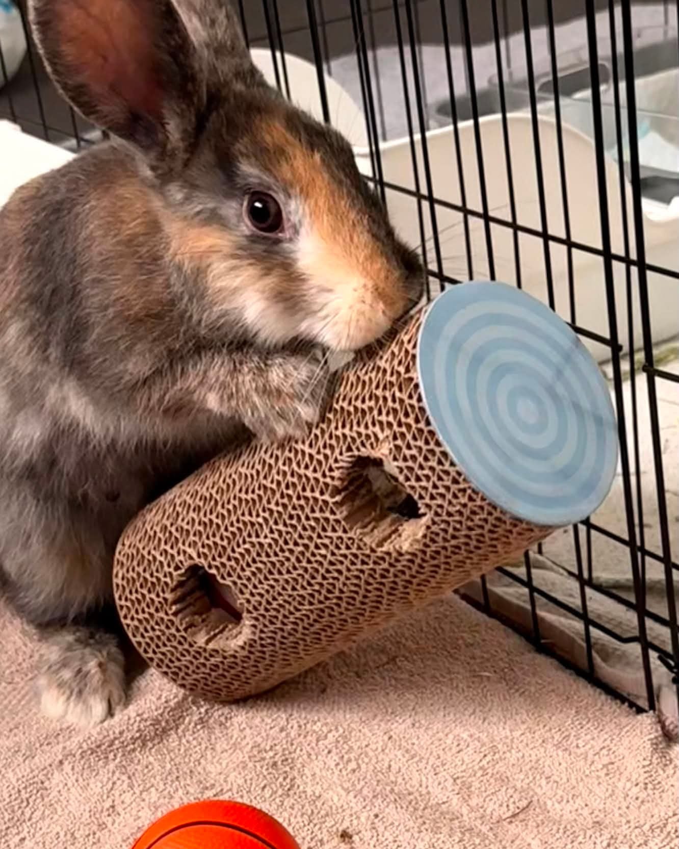 Chewy