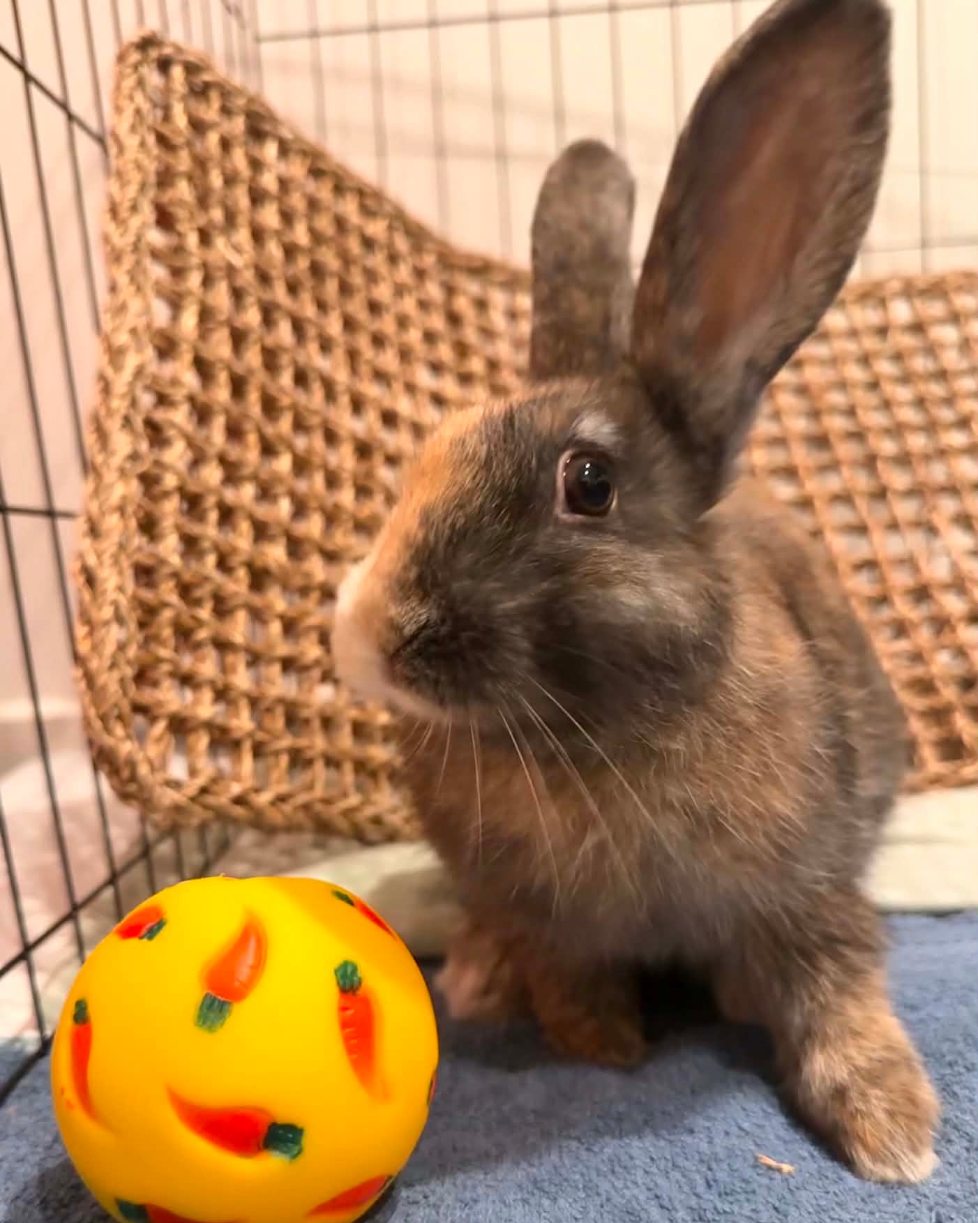Chewy