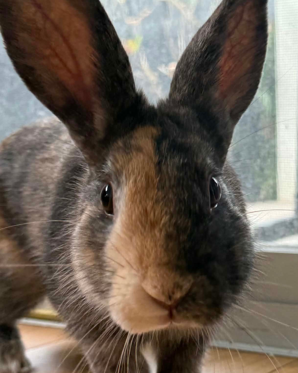 Chewy