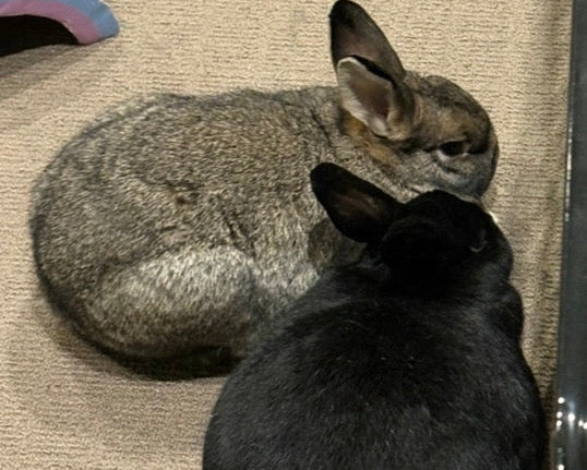 Clover and Jorj