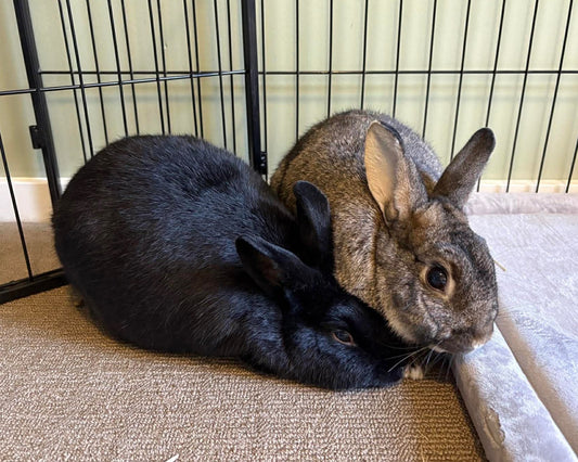 Clover and Jorj