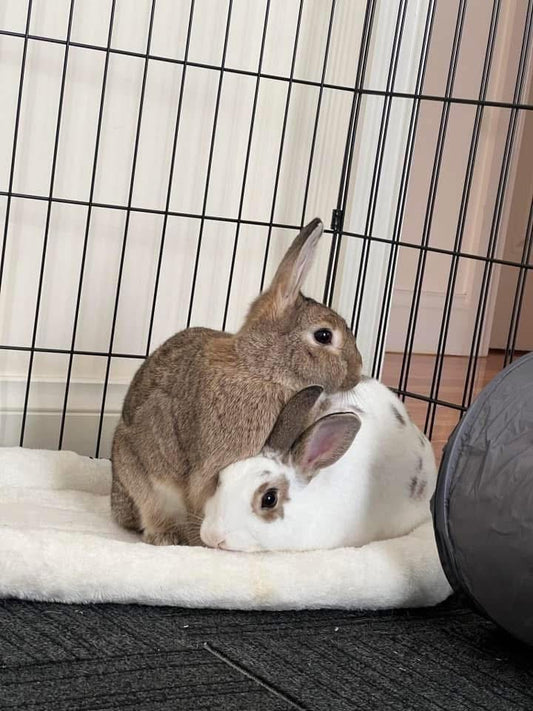 Albert & Rosie