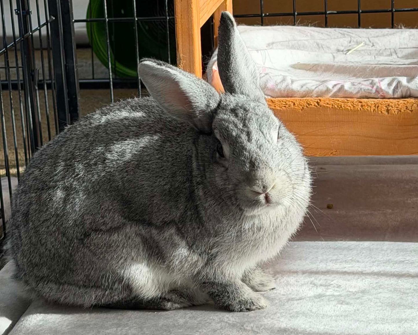 Daisy