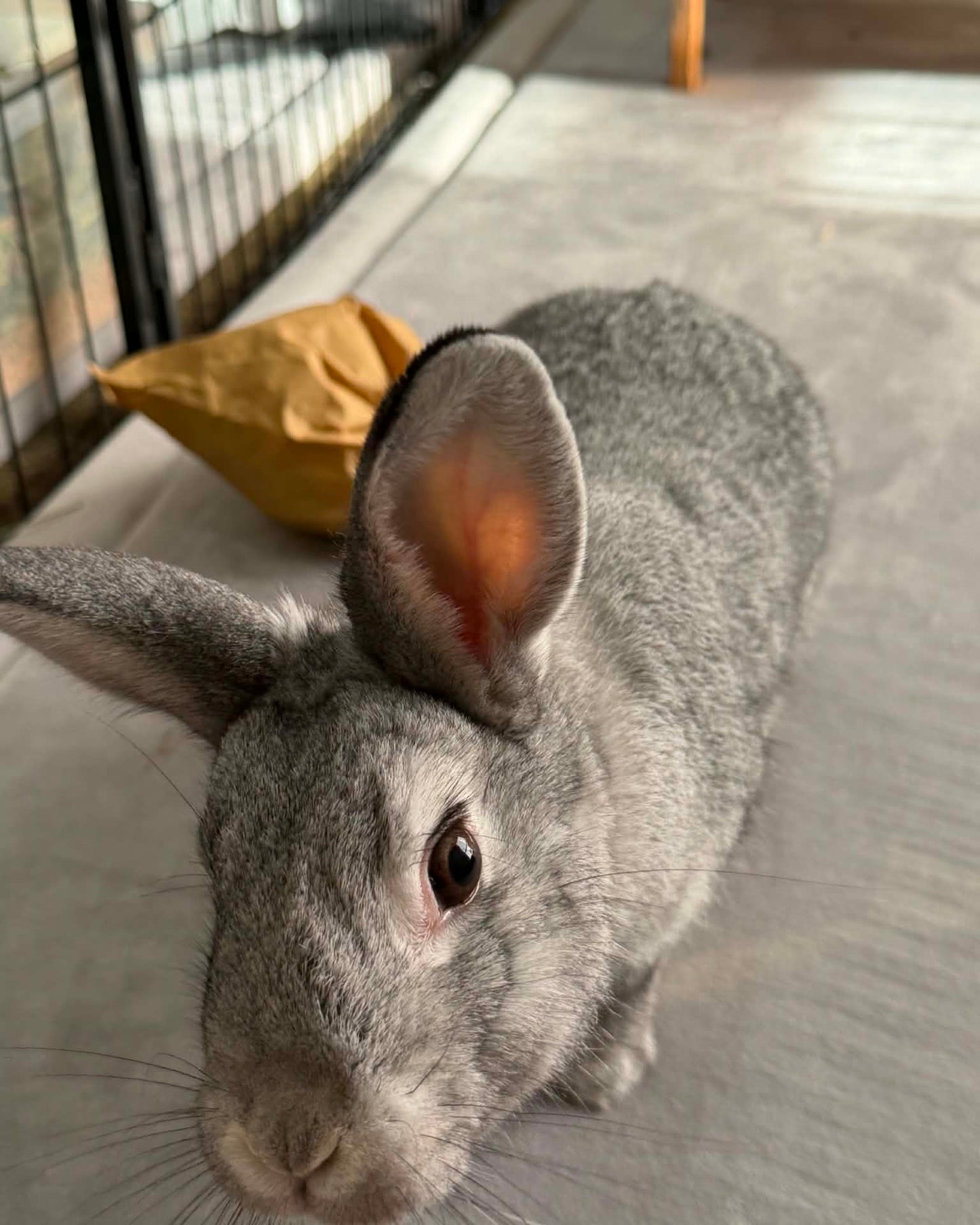 Daisy