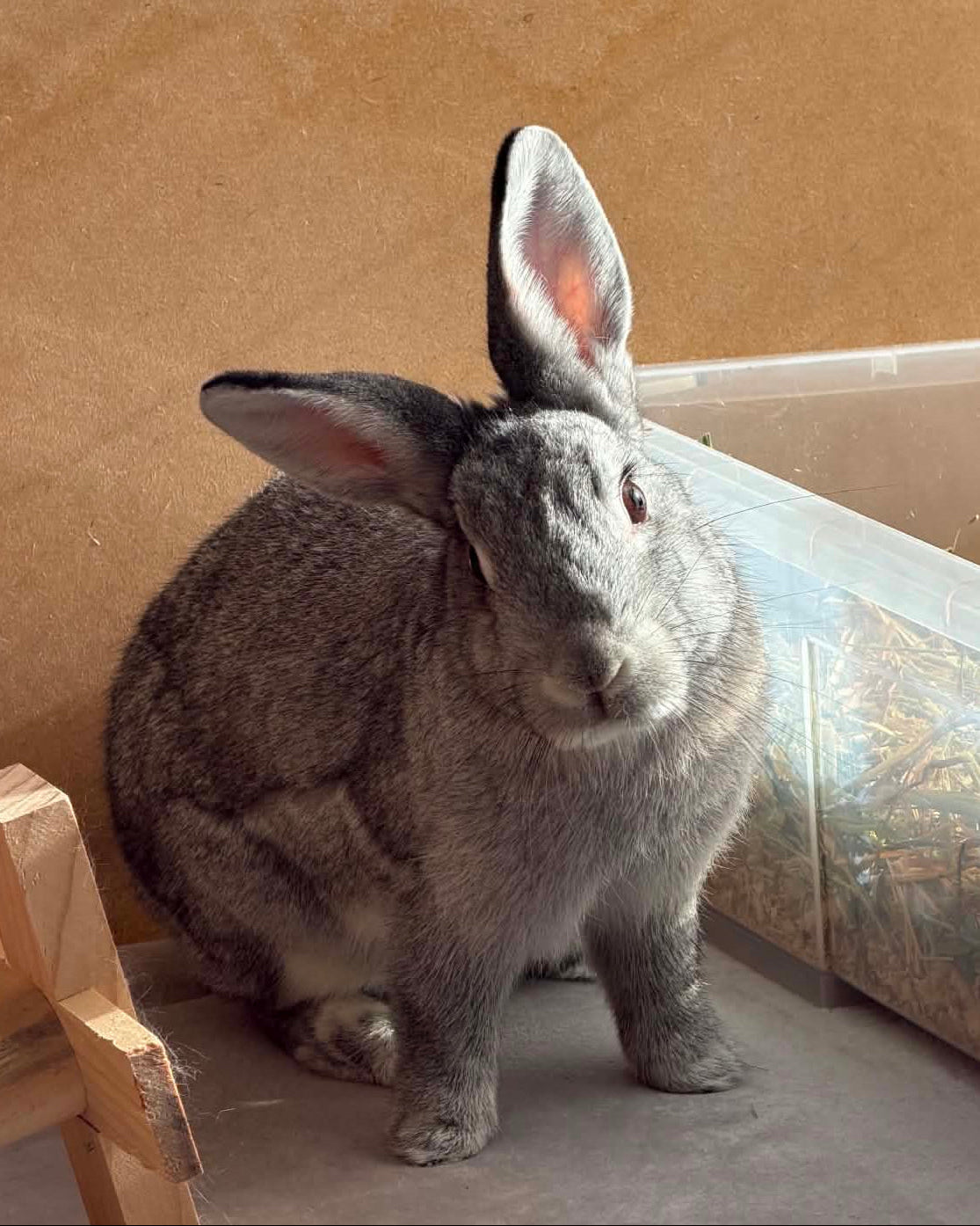 Daisy