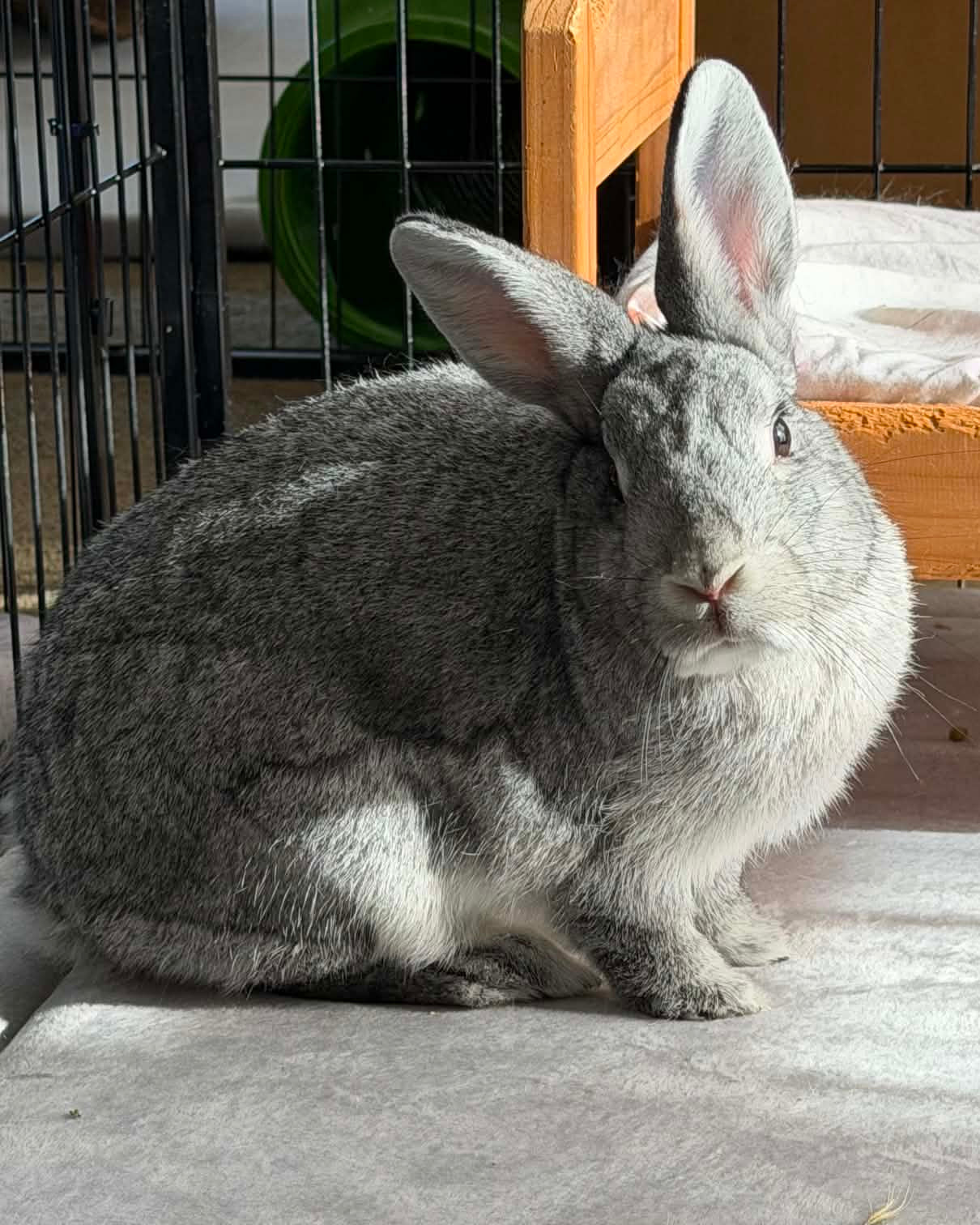 Daisy