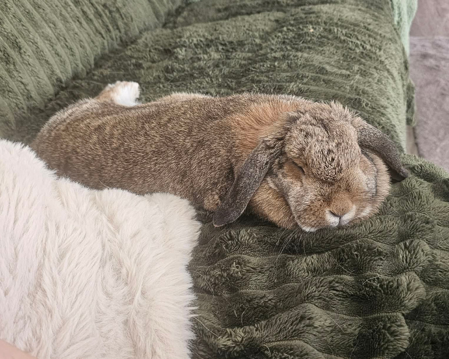 Daisy