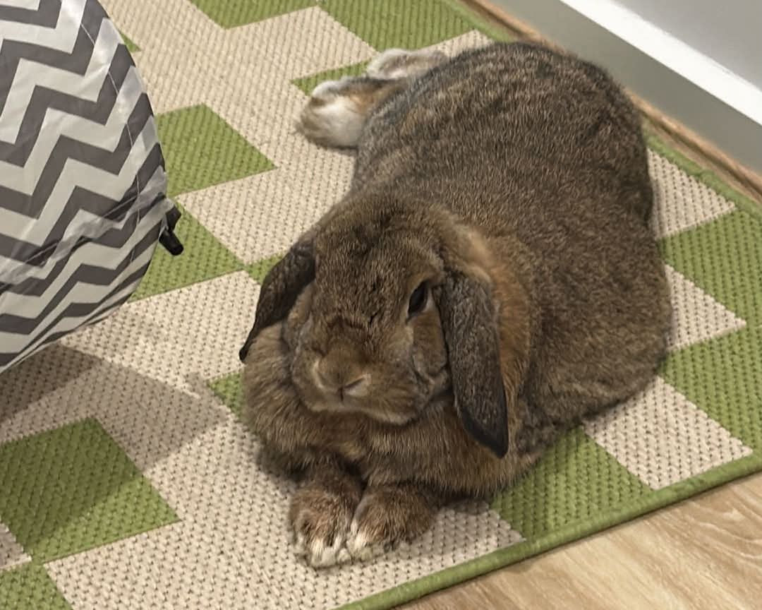 Daisy