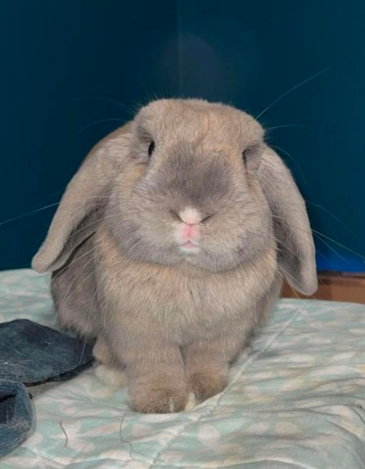Bubly