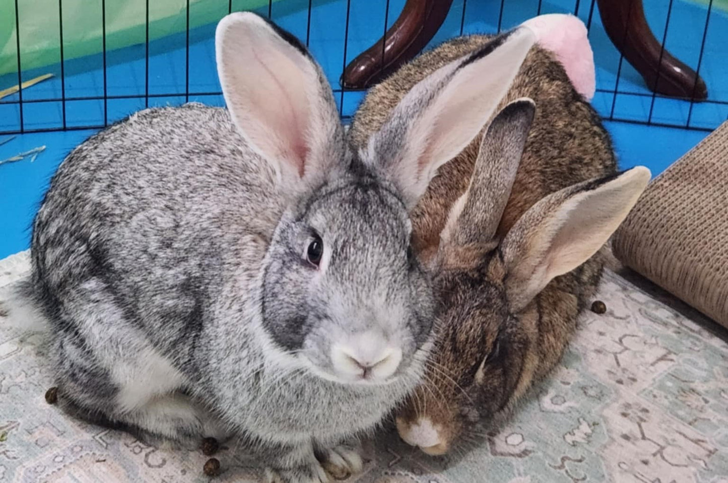 Grace and Hector (Bonded)
