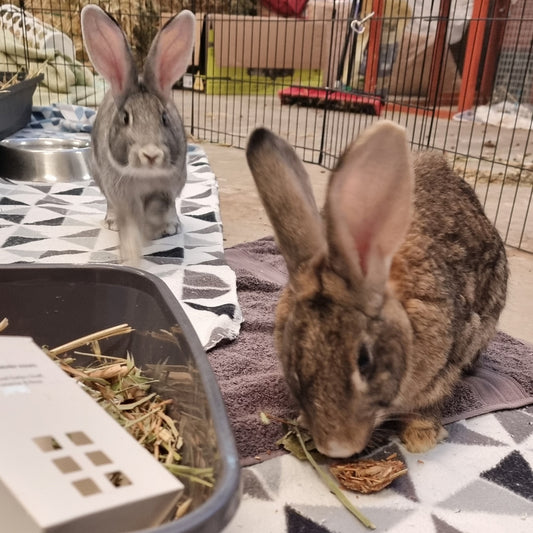 Grace and Hector (Bonded)
