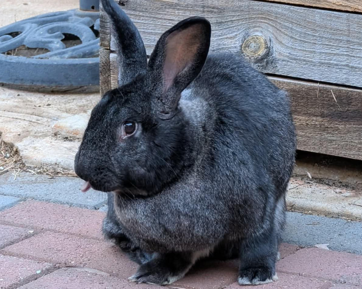 Hera