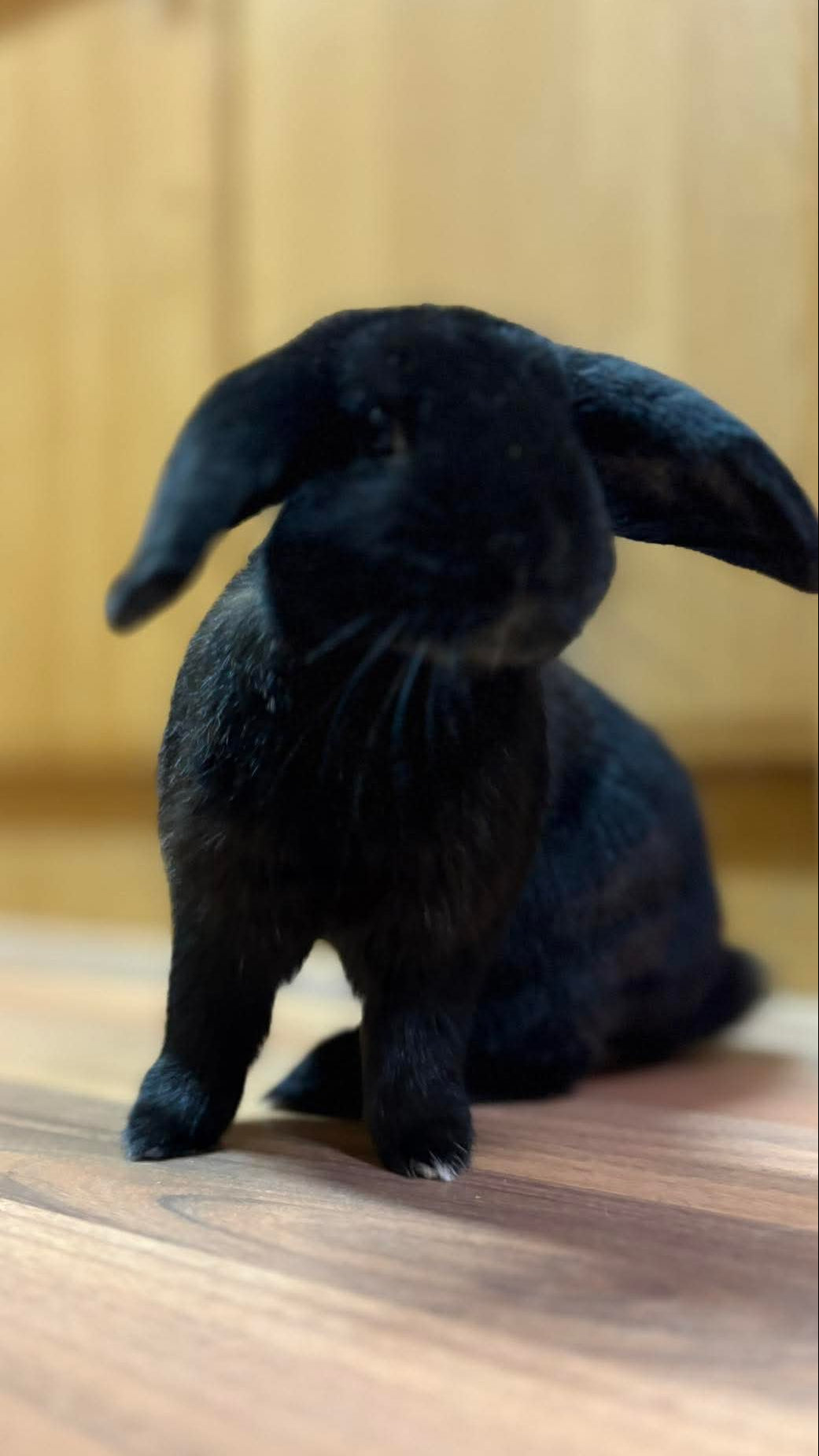 Jack