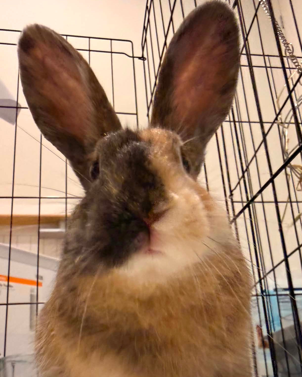 KitKat