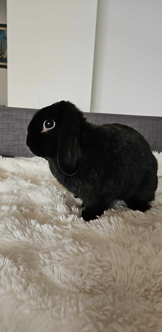 Merlin