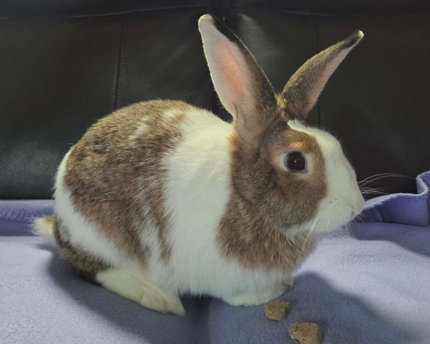 Mochi