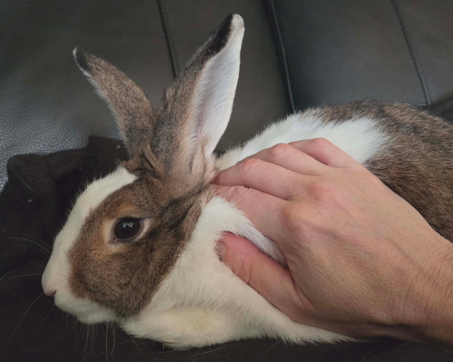 Mochi