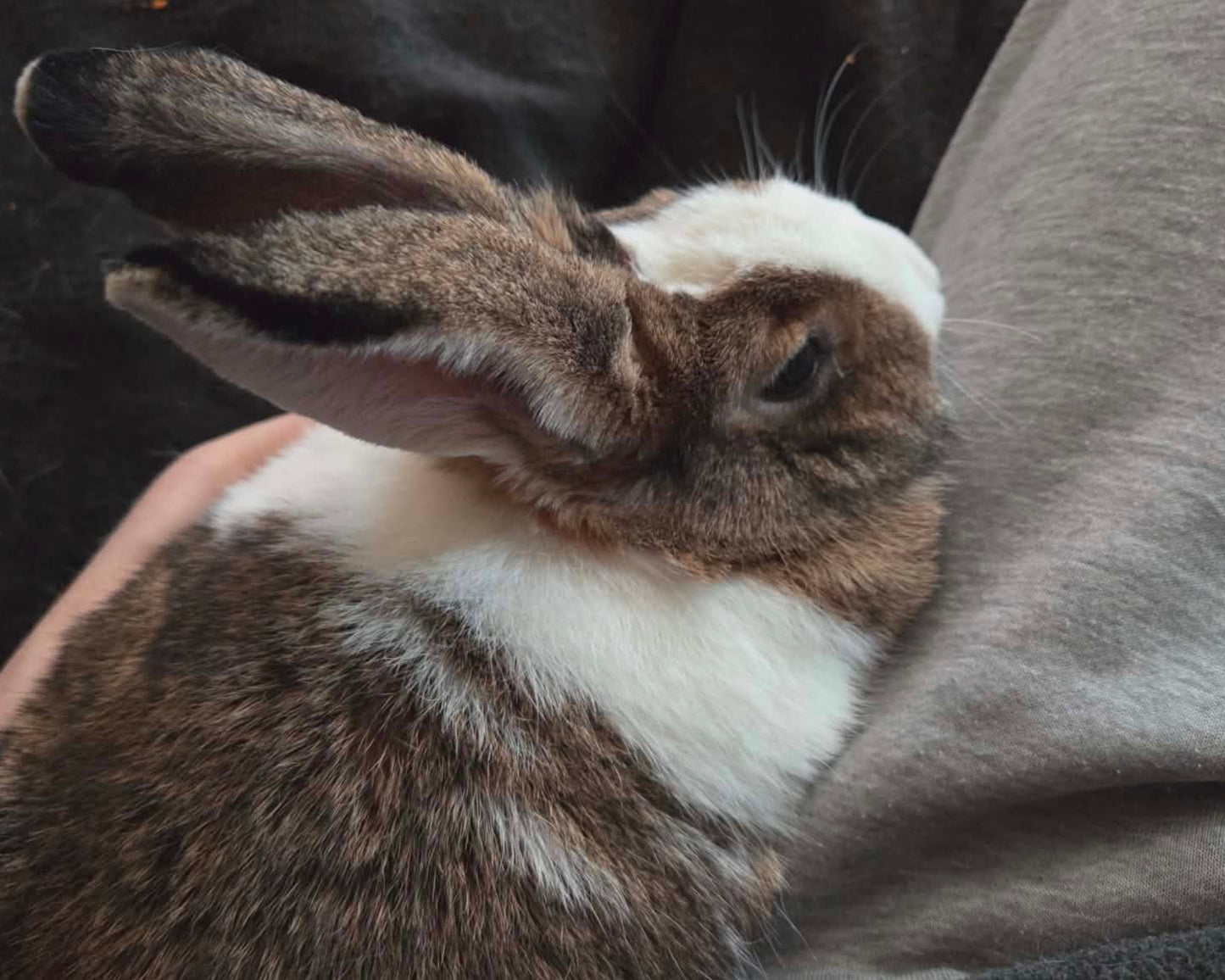 Mochi